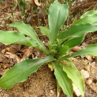 <i>Chlorophytum heynei</i>  Baker